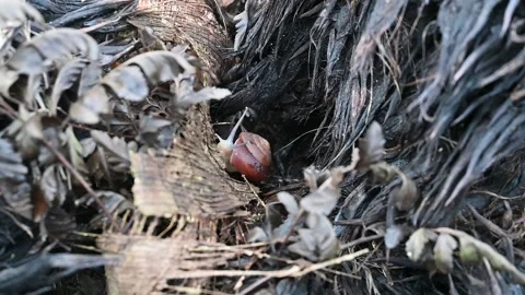 A snail and ant Stock Footage 205538440