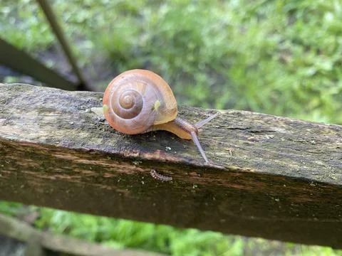 Snail and beetles 1 Stock Photos