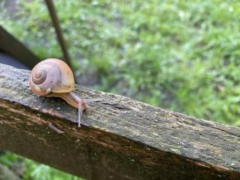 Snail and beetles 2 Stock Photos