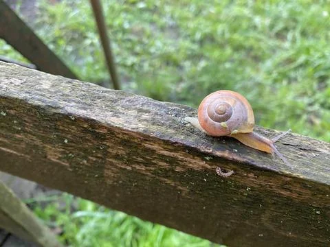 Snail and beetles 3 Stock Photos