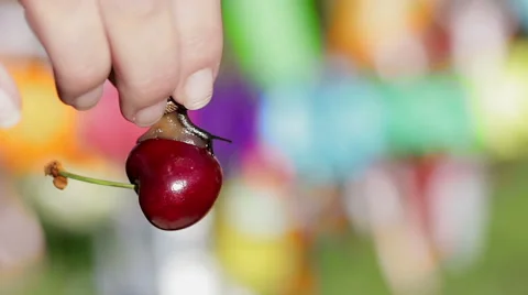 Snail and cherry. Stock Footage 49433802