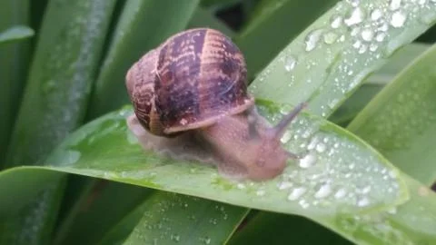 Snail and dewdrops Stock Photos