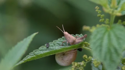 Snail and the Grasshopper Stock Footage 101401576