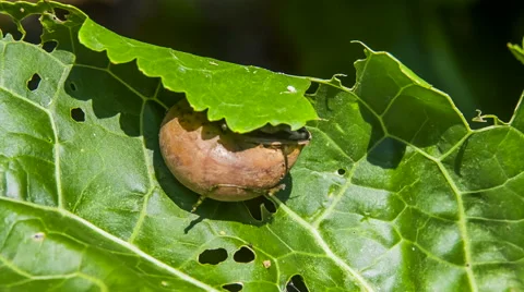 Snail And Green Leaf Stock Footage 57781991