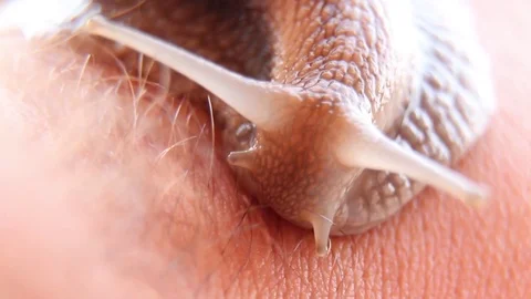 The Snail and Hand Video stock 79842934