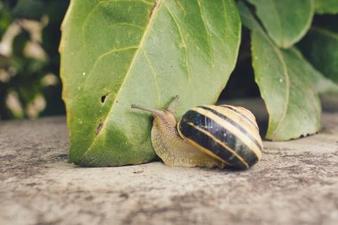 Snail and Leaf Foto stock