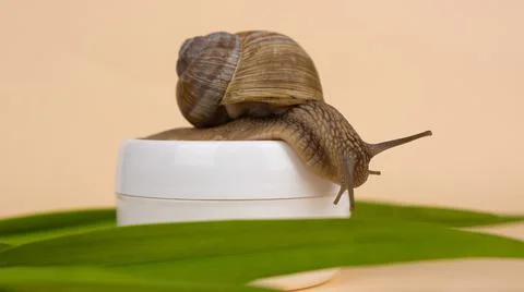 Snail and mucin cream on beige background, beauty skin care Stock Photos