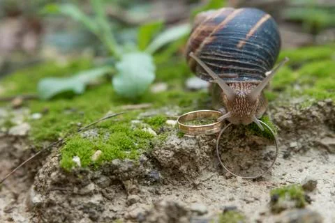 Snail and ring Stock-Fotos