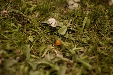 Snail and something else! Stock Photos