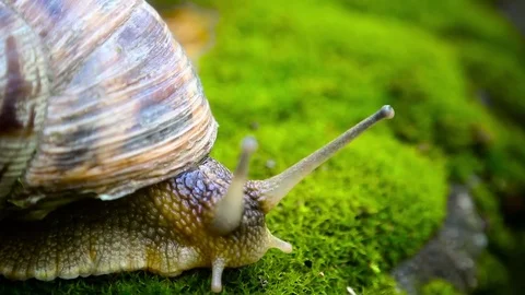 Snail and a spider 스톡 동영상 78875634