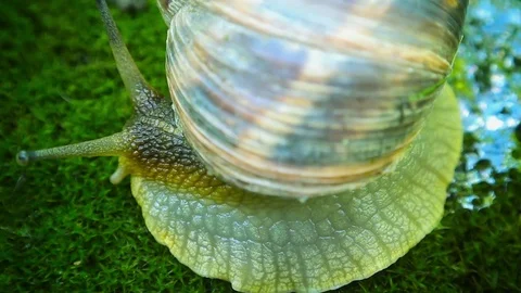 Snail and an unknown insect Stock Footage 78875623