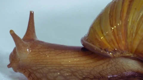 Snail and Water drops Stock Footage 115193487