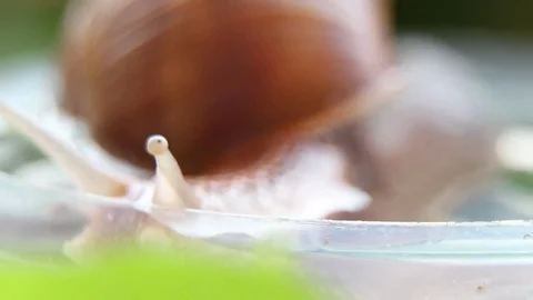 Snail and Water Video stock 79876173
