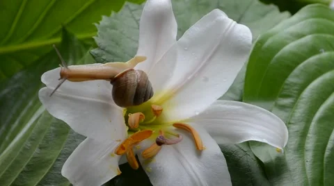 Snail and white lily Stock Footage 64807769