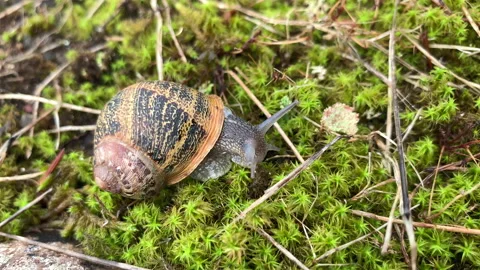 Snail Animal Stock Footage 202607223