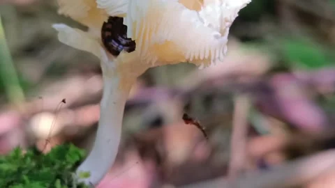 Snail, Ant, and Spider Sharing a Wild Mushroom in Rainforest Vídeos de archivo 334664181