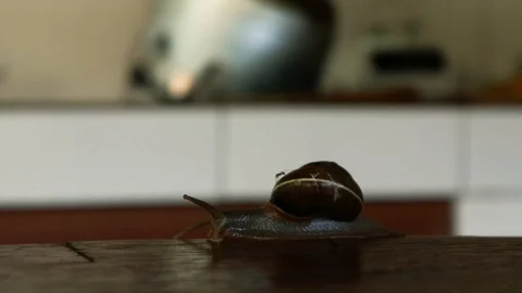 Snail with ant Stock Footage 127410815