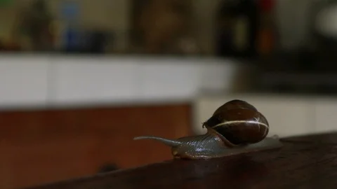 Snail with ant Stock Footage 127411091