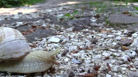 Snail antennas - Crawling on forestry track Video stock 50853556