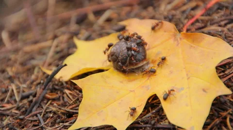 Snail in the anthill Stock-Footage 55362269
