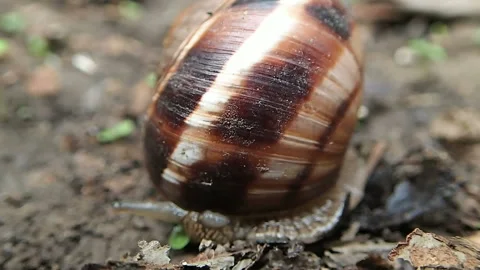 Snail appear from shell Stock Footage 99626156