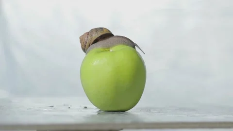 Snail on an apple close-up. A snail is crawling over an apple. Snail on a green Video stock 147439761