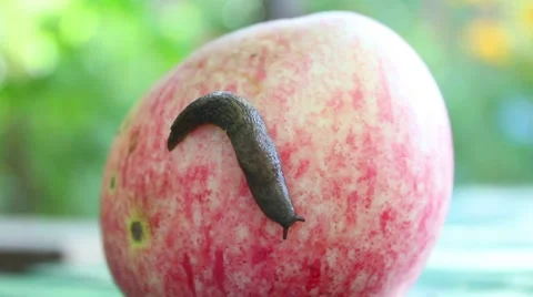 Snail on apple Stock-Footage 8578115