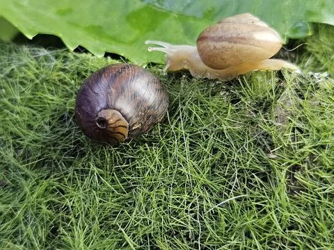 A snail approaches an empty shell Stock Photos