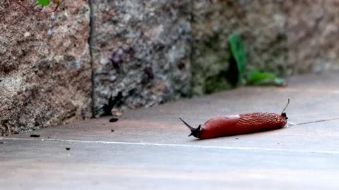 Snail Arion rufus sliding over tiles Stock Footage 215722826