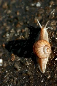 Snail on asphalt, focus on the shell Stock Photos