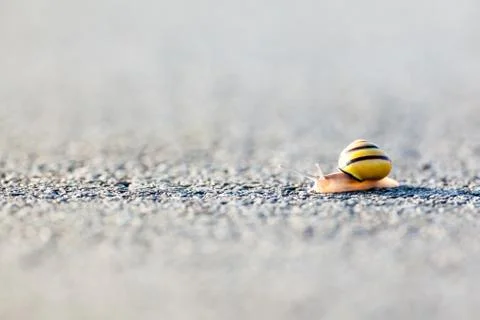 Snail on the asphalt Stock Photos