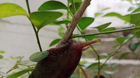 Snail, Atachila Fulica, crawling up a tree looking for food Stock Footage 226937205