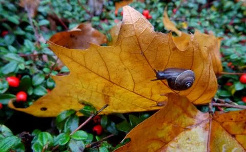 Snail On Autumn Fall Leaf Stock Photos