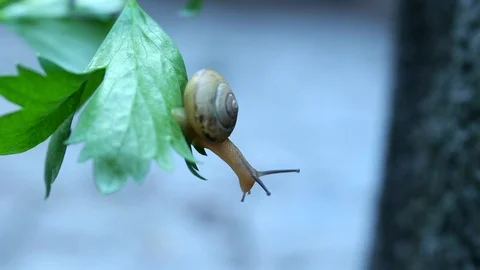 Snail Baby Stock Footage 116860242