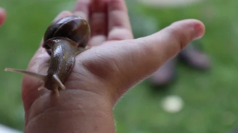 Snail on baby hand Stock Footage 127410857