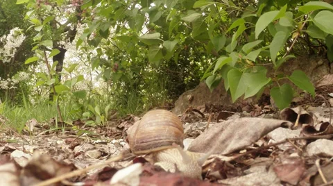 Snail on the background of blooming shrubs Stock Footage 37101704