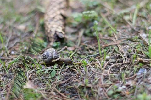 Snail in the Background of the Forest Stock Photos