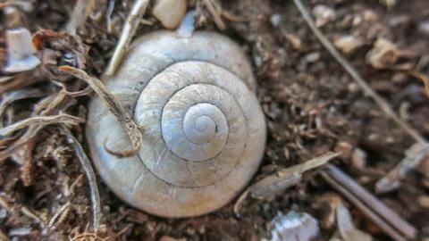 Snail background on a ground close up Foto stock