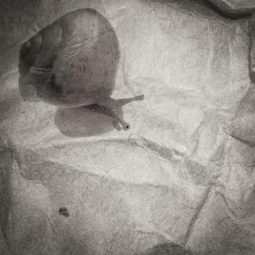 Snail background Stock-Fotos