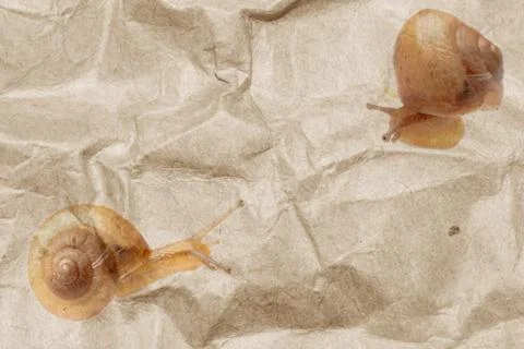 Snail background Stock-Fotos