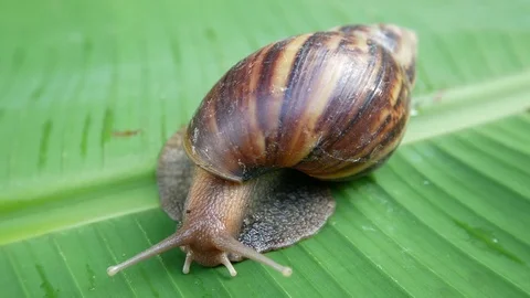 Snail on Banana Leaf Stock Footage 80333018
