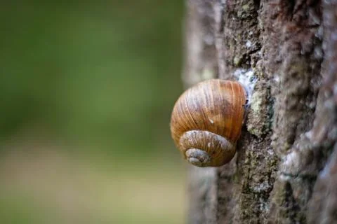 Snail on the bark of a tree trunk. Stock Photos