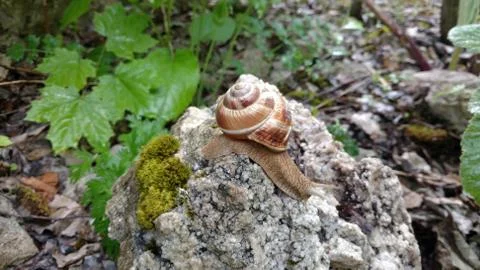 Snail basks in the sun Stock Photos