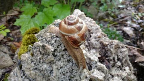 Snail basks in the sun Stock Photos