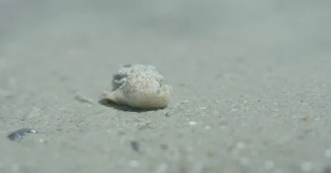 Snail on the Beach - 4K Vídeos de archivo 83861613