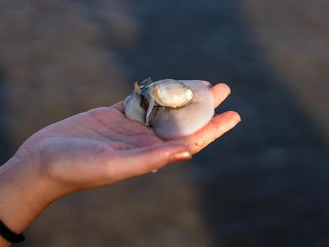 Snail from the beach Stock Photos
