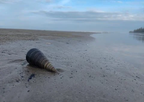 A snail on the beach Foto stock