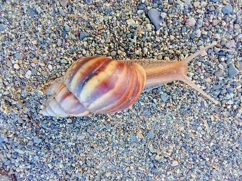 A snail on the beach Stock Photos