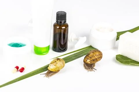 Snail beauty Stock Photos