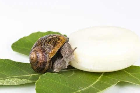 Snail beauty Stock Photos